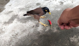 娱乐吃瓜小八哥是谁啊视频,网络红人的崛起之路