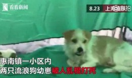 二狗爆料生活视频下载,下载背后的故事