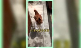 吃瓜群众娱乐版下载,揭秘娱乐圈幕后故事，带你领略明星幕后生活