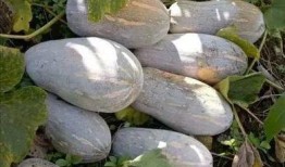 襄县免费吃瓜,免费吃瓜活动来袭，清凉一夏尽享瓜果盛宴