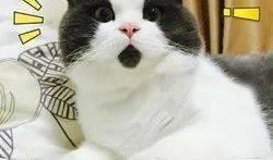 小猫有趣事情爆料视频,小猫爆笑趣事大盘点