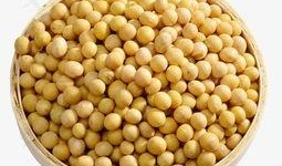 小黄豆爆料视频,幕后真相大曝光