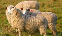 羊了个羊娱乐爆料最新,揭秘最新搞笑瞬间，笑出腹肌！