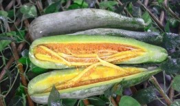 商洛网红吃瓜事件,揭秘网络舆论的风云变幻