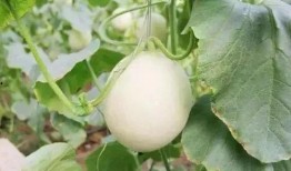 商洛网红吃瓜事件,揭秘网络舆论的风云变幻