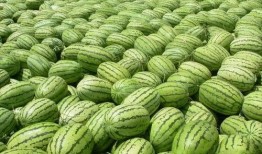 今日吃瓜必吃大瓜 免费,揭秘娱乐圈最新热点事件