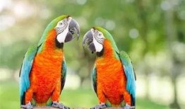 搞笑鹦鹉爆料视频下载大全,笑料百出，欢乐无限