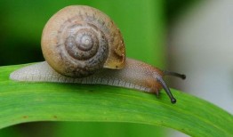 金龟子被爆料视频大全