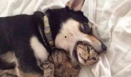 二狗爆料生活视频下载,下载背后的故事