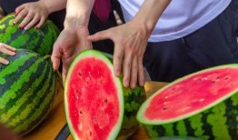 民航大学免费吃瓜,免费瓜果盛宴，学子共享甜蜜时光